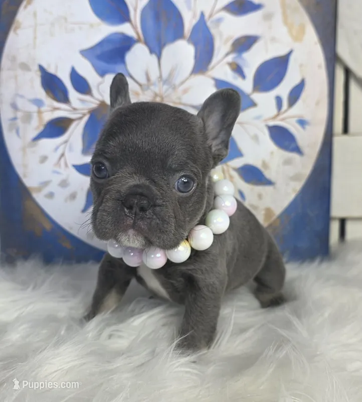 Lilac & Tan/Gray Female – French Bulldog puppy for sale in Denver, CO