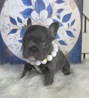 Lilac & Tan/Gray Female, a female French Bulldog for sale in Denver, CO – 1 of 2