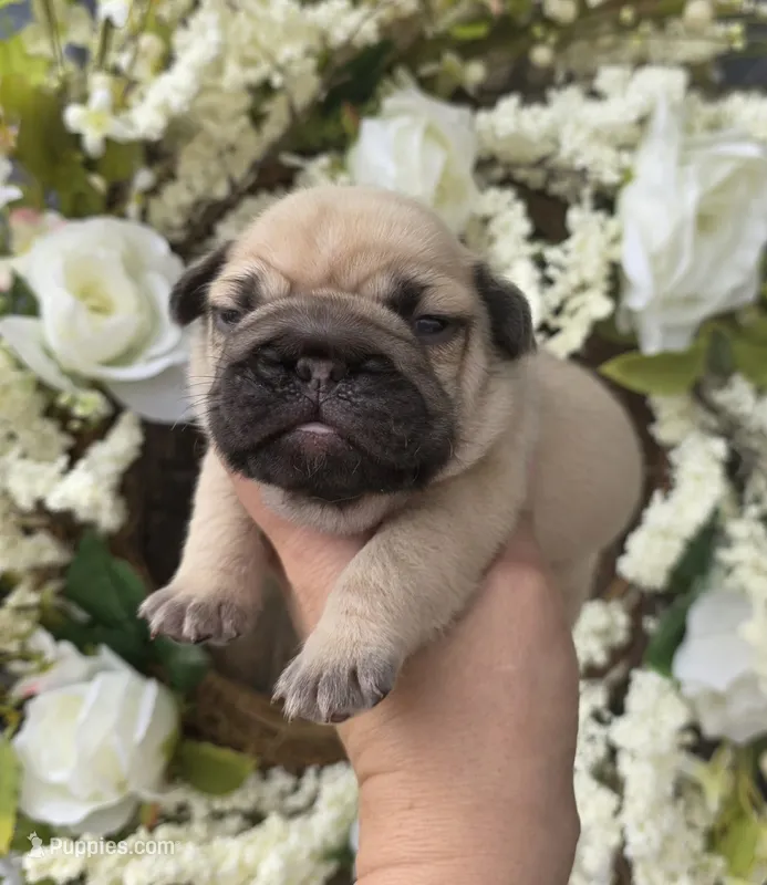 FAWN MALE >>> SO CUTE – French Bulldog puppy for sale in Denver, CO