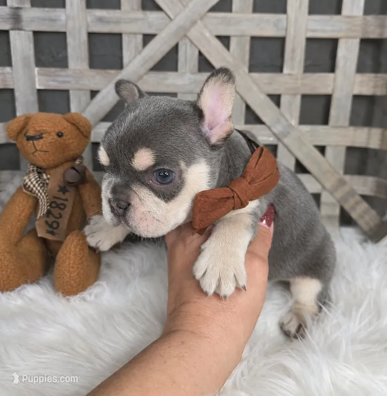 Lilac & Tan/Gray Male – French Bulldog puppy for sale in Denver, CO