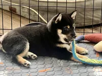 AKC - Enzo, a male Shiba Inu for sale in Indianapolis, IN – Photo 3 of 4