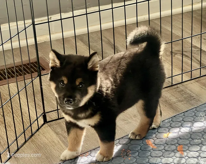 AKC - Enzo – Shiba Inu puppy for sale in Indianapolis, IN
