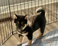 AKC - Enzo, a male Shiba Inu for sale in Indianapolis, IN – Photo 1 of 4