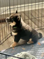 AKC - Enzo, a male Shiba Inu for sale in Indianapolis, IN – Photo 2 of 4