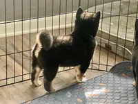 AKC - Enzo, a male Shiba Inu for sale in Indianapolis, IN – Photo 4 of 4