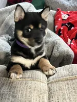 AKC - Suki, a female Shiba Inu for sale in Indianapolis, IN – Photo 5 of 5