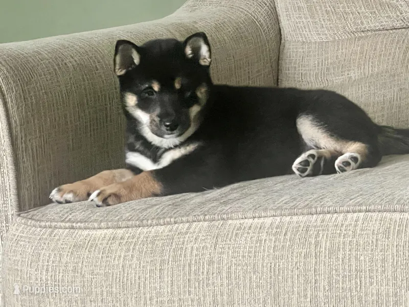 AKC - Suki – Shiba Inu puppy for sale in Indianapolis, IN