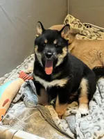 AKC - Suki, a female Shiba Inu for sale in Indianapolis, IN – Photo 2 of 5