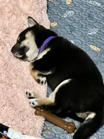 AKC - Suki, a female Shiba Inu for sale in Indianapolis, IN – Photo 3 of 5