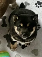 AKC - Suki, a female Shiba Inu for sale in Indianapolis, IN – Photo 1 of 5