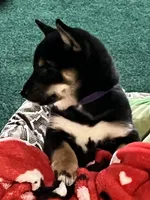 AKC - Suki, a female Shiba Inu for sale in Indianapolis, IN – Photo 4 of 5