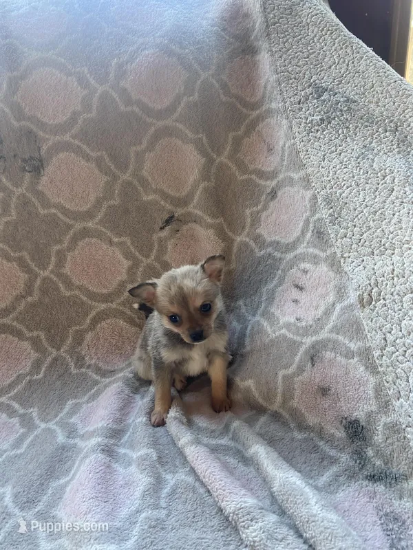 Pomchi male 3