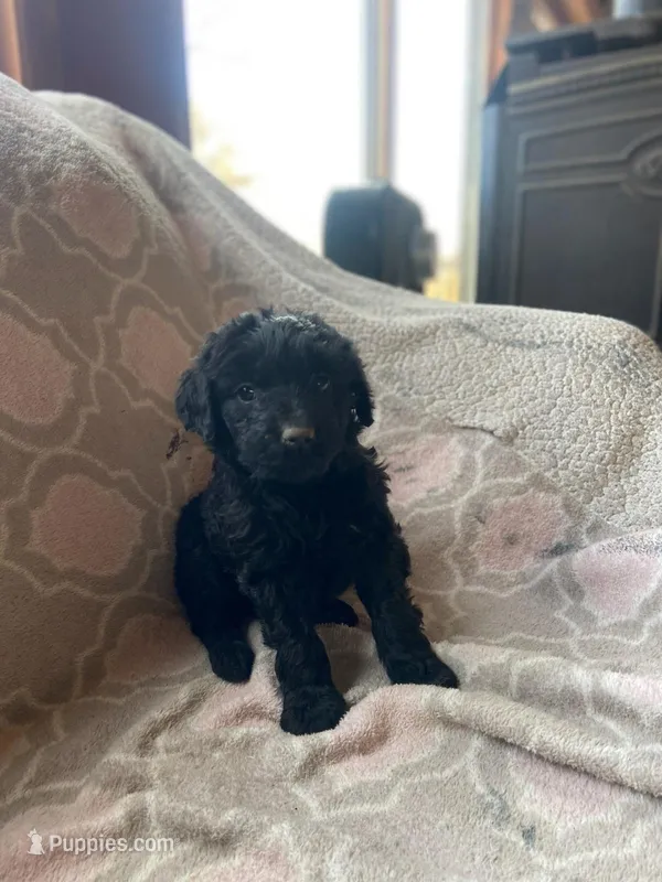 Female golden doodle