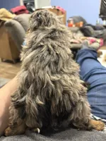 Blue red tip boy, a male Miniature Aussiedoodle for sale in Yankton, SD – Photo 6 of 6