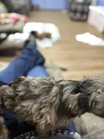 Blue red tip boy, a male Miniature Aussiedoodle for sale in Yankton, SD – Photo 2 of 6