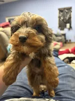 Blue red tip boy, a male Miniature Aussiedoodle for sale in Yankton, SD – Photo 5 of 6