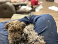 Blue red tip boy, a male Miniature Aussiedoodle for sale in Yankton, SD – Photo 4 of 6