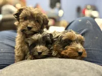 Blue red tip boy, a male Miniature Aussiedoodle for sale in Yankton, SD – Photo 3 of 6