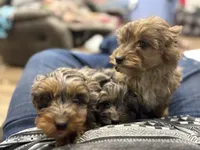 Blue red tip boy, a male Miniature Aussiedoodle for sale in Yankton, SD – Photo 1 of 6
