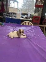 Jack female 3, a male Jack Russell Terrier for sale in Yankton, SD – Photo 2 of 2