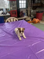 Jack male 1, a male Jack Russell Terrier for sale in Yankton, SD – Photo 1 of 2