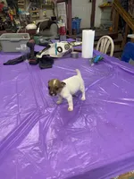 Jack female 2, a male Jack Russell Terrier for sale in Yankton, SD – Photo 2 of 2