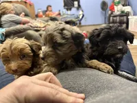 Blue girl, a female Miniature Aussiedoodle for sale in Yankton, SD – Photo 5 of 7