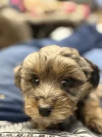 Blue girl, a female Miniature Aussiedoodle for sale in Yankton, SD – Photo 2 of 7
