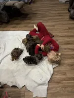 Blue girl, a female Miniature Aussiedoodle for sale in Yankton, SD – Photo 3 of 7