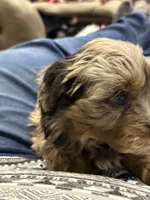 Blue girl, a female Miniature Aussiedoodle for sale in Yankton, SD – Photo 4 of 7