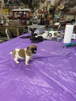 Jack female 1, a male Jack Russell Terrier for sale in Yankton, SD – Photo 2 of 2