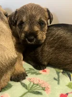 Daisy , a female Miniature Schnauzer for sale in San Pablo, CA – 1 of 1