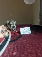 Jake , a male Miniature Schnauzer for sale in San Pablo, CA – 1 of 1