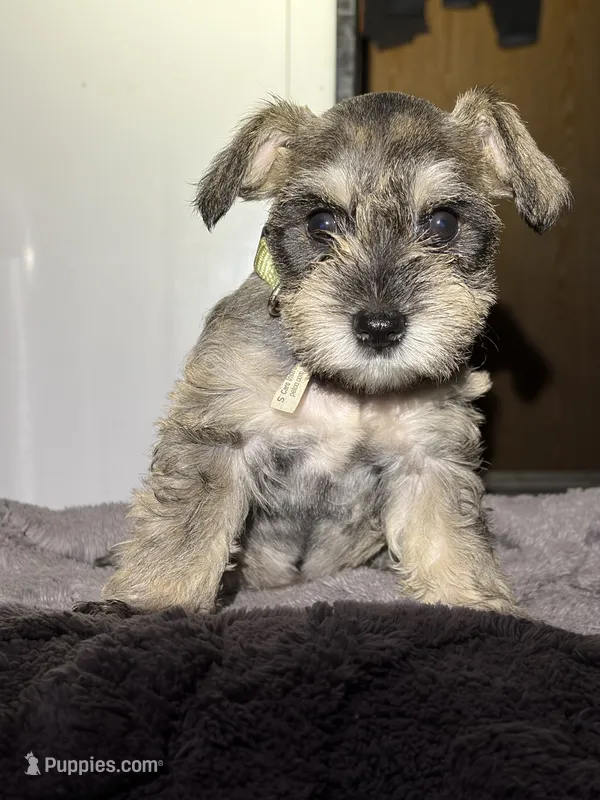 Rosa  – Miniature Schnauzer puppy for sale in San Pablo, CA