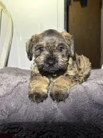 Piper, a female Miniature Schnauzer for sale in San Pablo, CA – 1 of 1