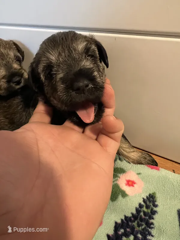 Piper – Miniature Schnauzer puppy for sale in San Pablo, CA