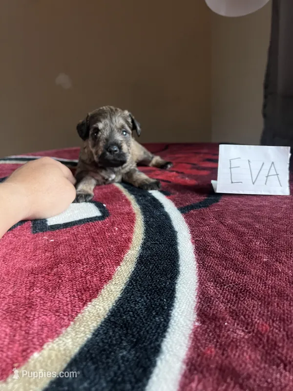 Eva , a female Miniature Schnauzer for sale in San Pablo, CA – 1 of 1
