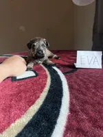 Eva , a female Miniature Schnauzer for sale in San Pablo, CA – 1 of 1