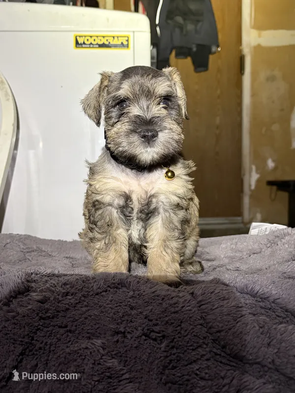 Jake  – Miniature Schnauzer puppy for sale in San Pablo, CA