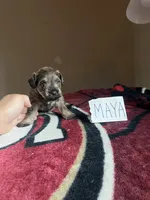 Maya , a female Miniature Schnauzer for sale in San Pablo, CA – 1 of 1