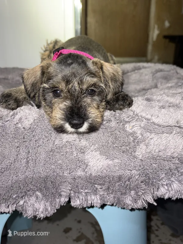 Eva  – Miniature Schnauzer puppy for sale in San Pablo, CA