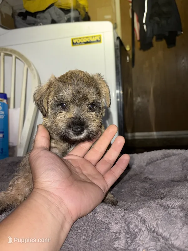 Maya  – Miniature Schnauzer puppy for sale in San Pablo, CA