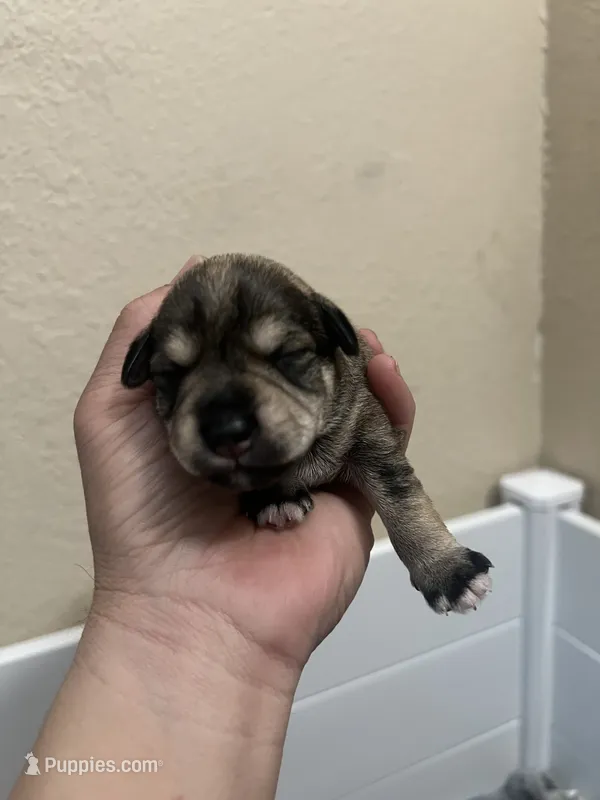 Rosa  – Miniature Schnauzer puppy for sale in San Pablo, CA