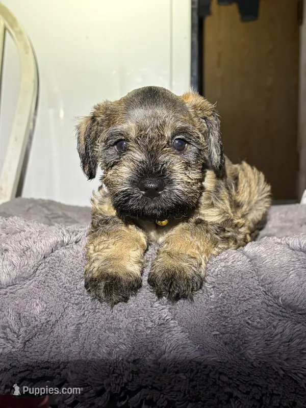 Daisy  – Miniature Schnauzer puppy for sale in San Pablo, CA