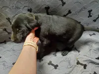 Snoop - Black, a male Labrador Retriever and Goldador for sale in Alverton, PA – Photo 3 of 3