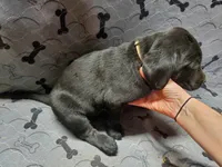 Snoop - Black, a male Labrador Retriever and Goldador for sale in Alverton, PA – Photo 2 of 3