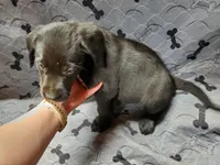 Gizmo - Black, a male Labrador Retriever and Goldador for sale in Alverton, PA – Photo 3 of 3