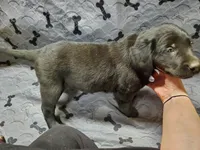 Norm - Black, a male Labrador Retriever and Goldador for sale in Alverton, PA – Photo 3 of 3