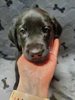 Trouble - Black, a male Labrador Retriever and Goldador for sale in Alverton, PA – Photo 1 of 3