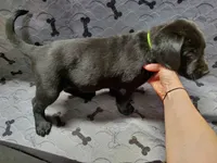 Trouble - Black, a male Labrador Retriever and Goldador for sale in Alverton, PA – Photo 3 of 3